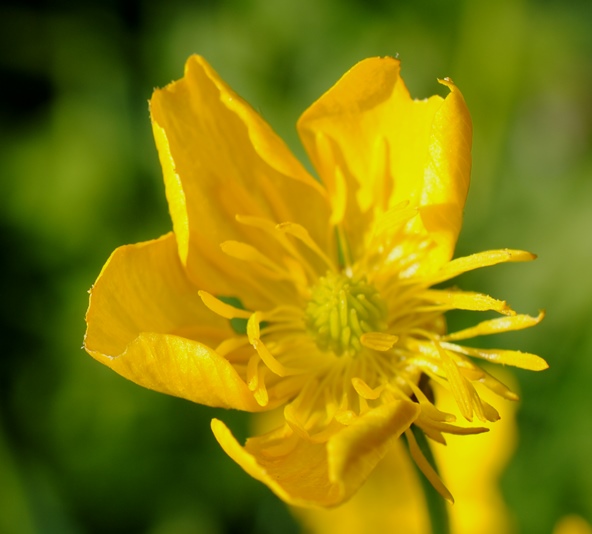 Ranunculus bulbosus?