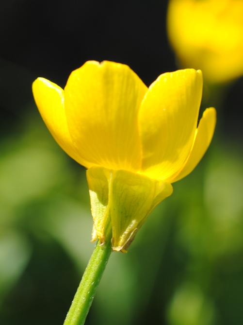 Ranunculus bulbosus?