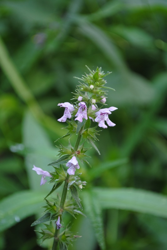 Stachys palustris