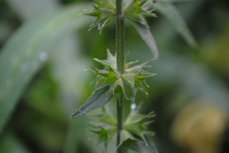 Stachys palustris