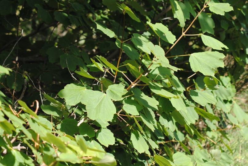 Acer opalus subsp. obtusatum / Acero napoletano