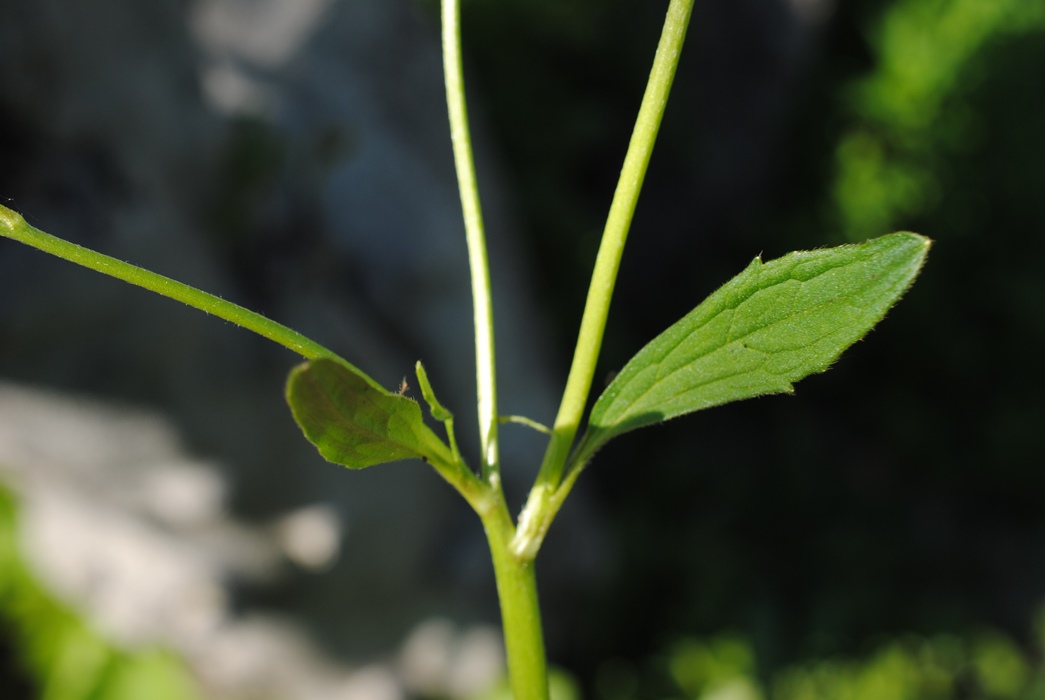 Ranunculus bulbosus?