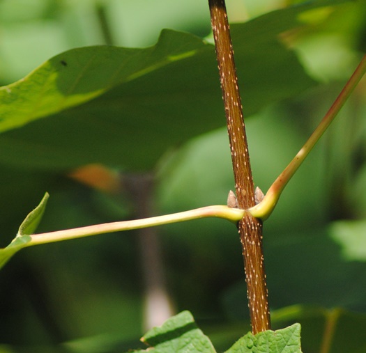 Acer opalus subsp. obtusatum / Acero napoletano