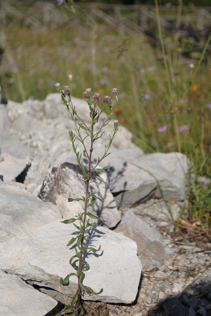 Erigeron acris / Cespica acre