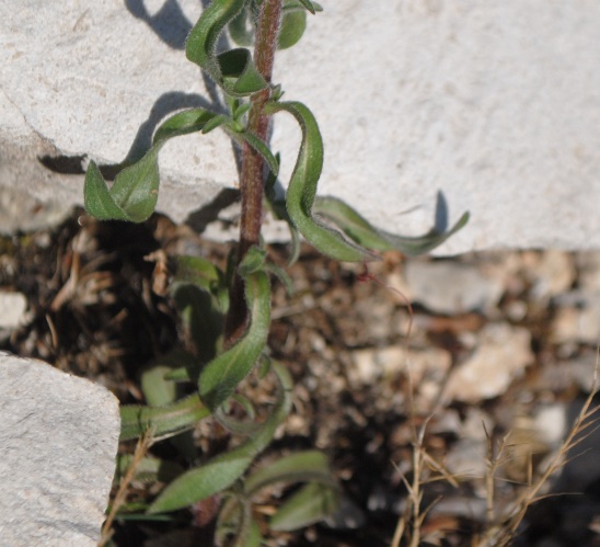 Erigeron acris / Cespica acre
