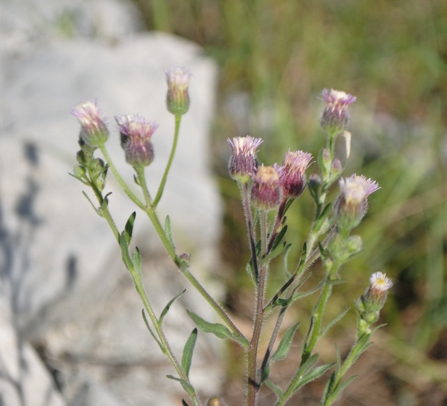 Erigeron acris / Cespica acre