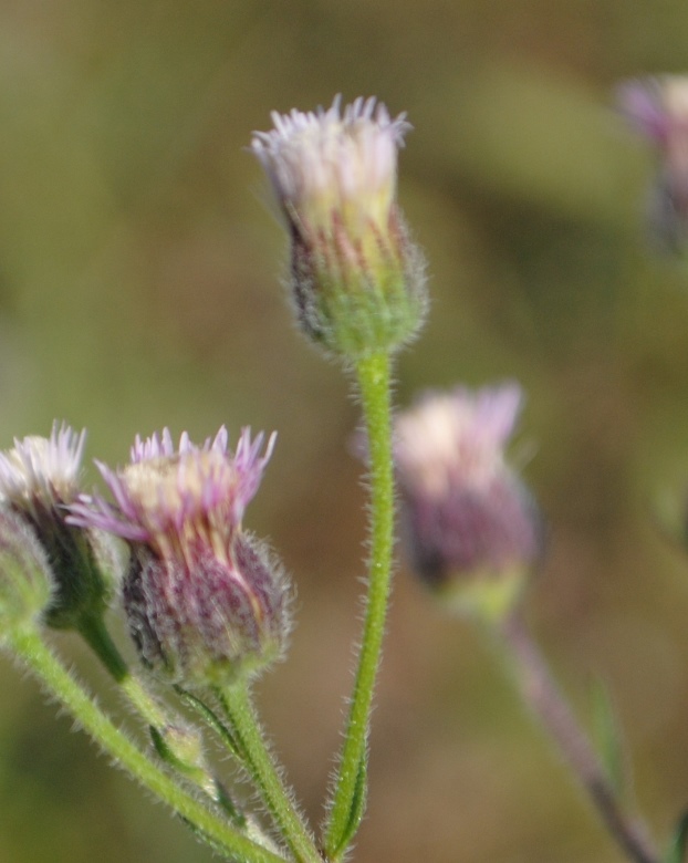 Erigeron acris / Cespica acre