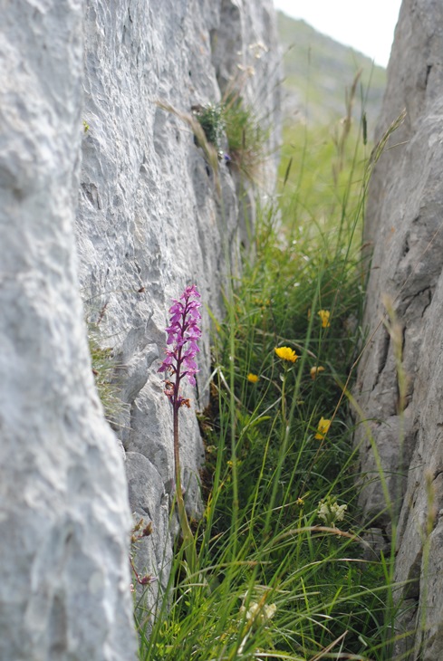 Monte Miletto (Matese Molisano) - Orchis mascula subsp. speciosa