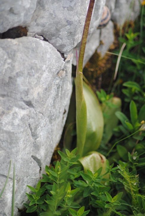 Monte Miletto (Matese Molisano) - Orchis mascula subsp. speciosa