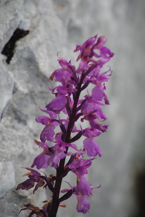 Monte Miletto (Matese Molisano) - Orchis mascula subsp. speciosa