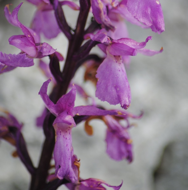 Monte Miletto (Matese Molisano) - Orchis mascula subsp. speciosa