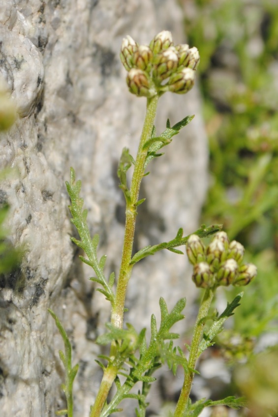 Alpi Francesi 17 - Achillea cfr. moschata
