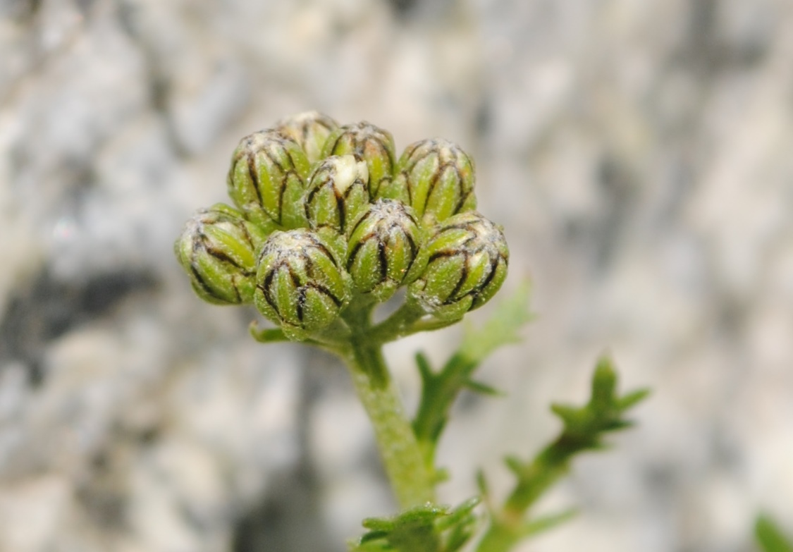 Alpi Francesi 17 - Achillea cfr. moschata