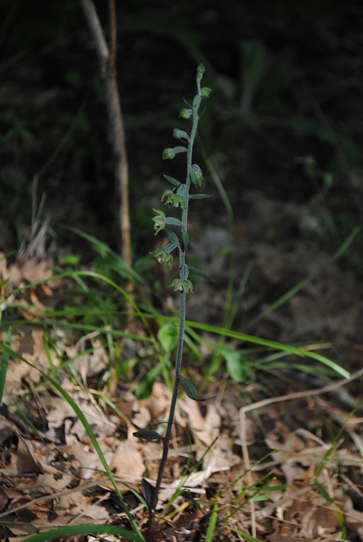 Epipactis microphylla