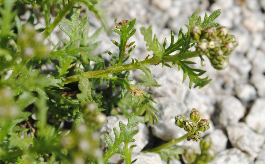 Alpi Francesi 17 - Achillea cfr. moschata