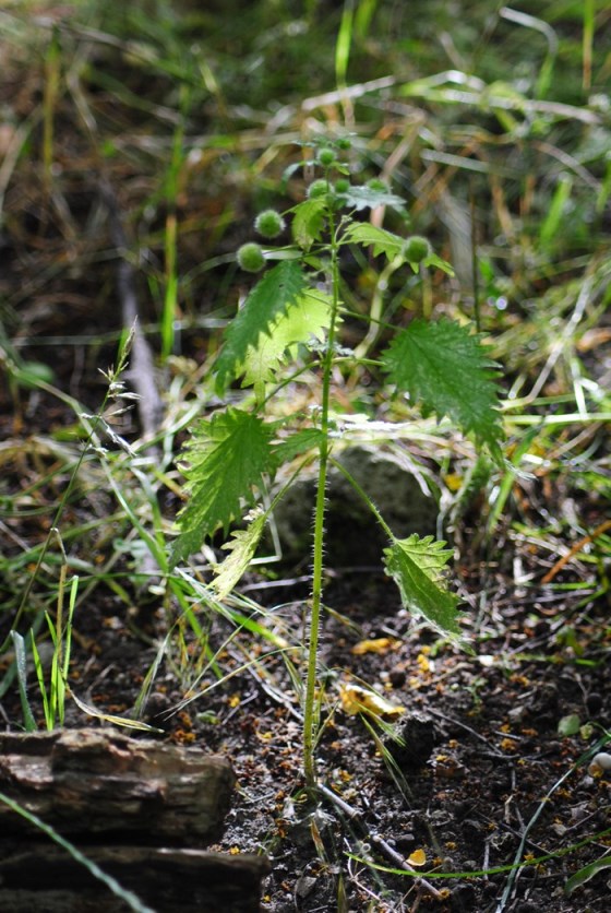 Urtica pilulifera