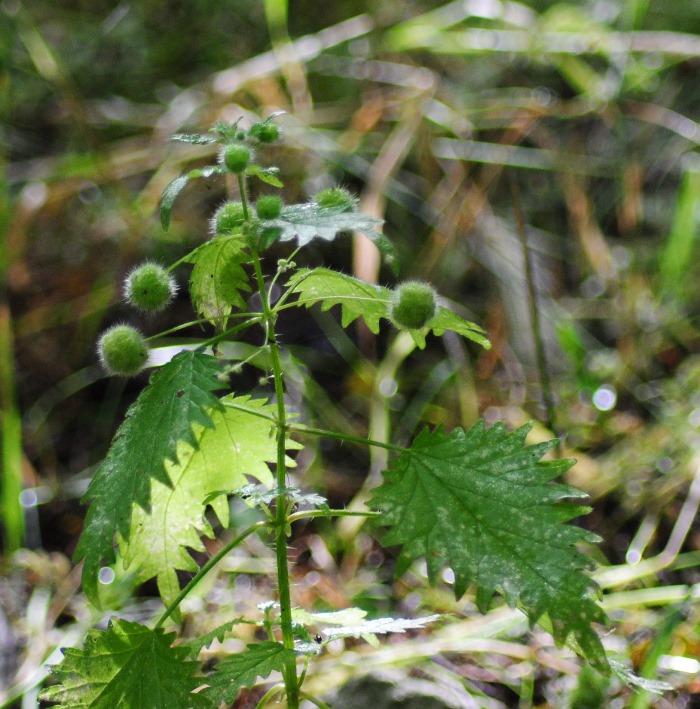 Urtica pilulifera