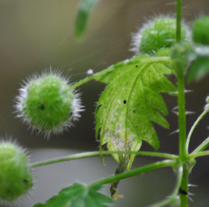 Urtica pilulifera