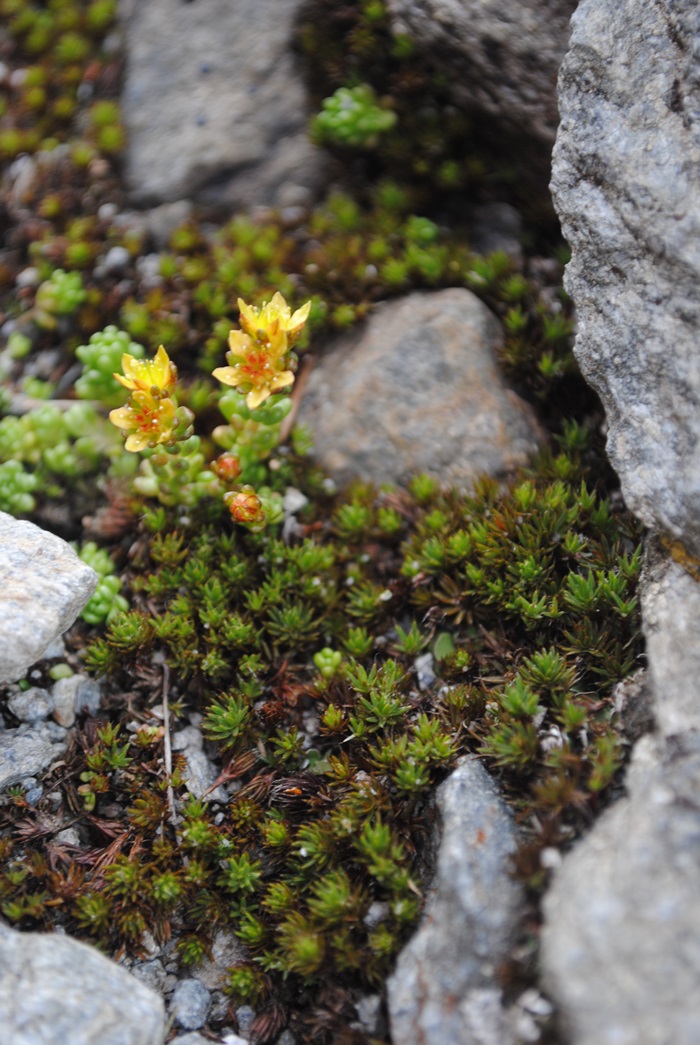 Sedum alpestre / Borracina alpestre