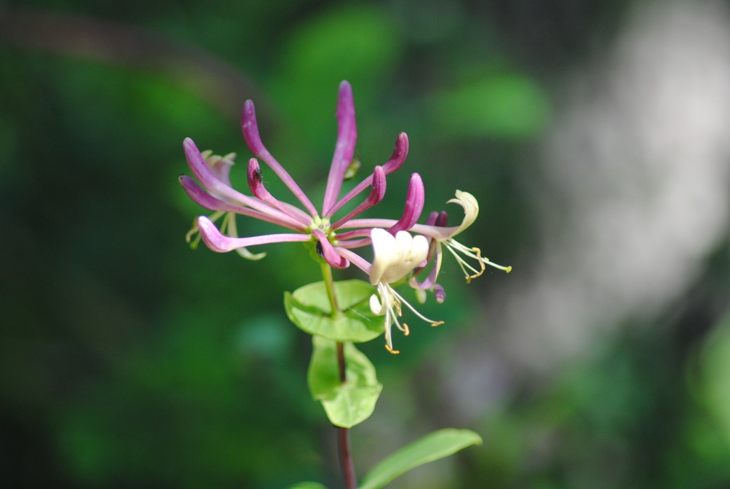 Lonicera etrusca / Caprifoglio toscano