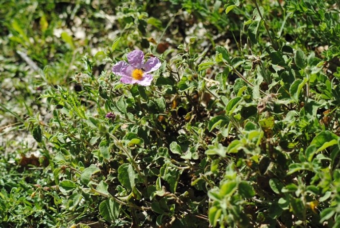 Cistus creticus subsp. eriocephalus (Malvales - Cistaceae)