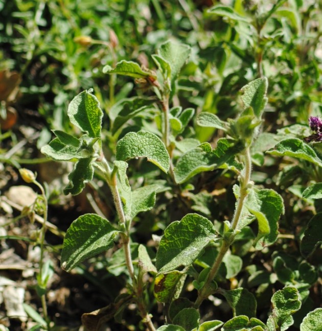 Cistus creticus subsp. eriocephalus (Malvales - Cistaceae)