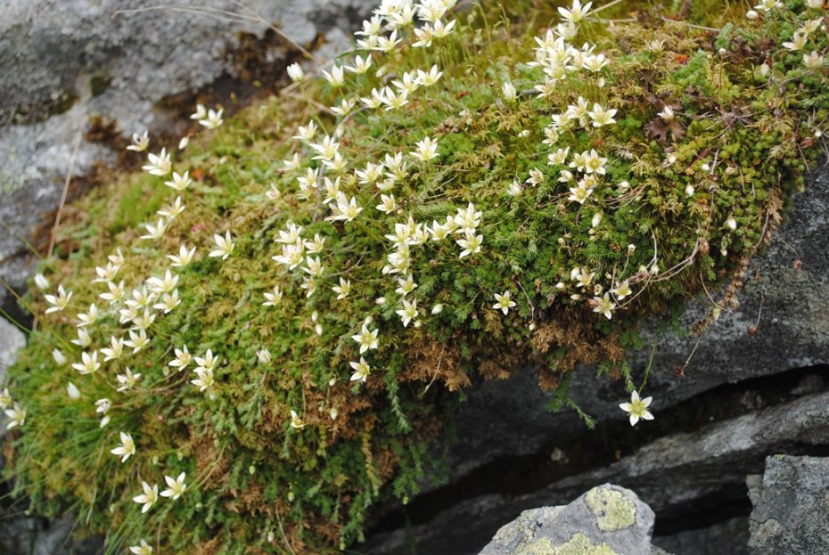 Alpi francesi 18 - Saxifraga bryoides