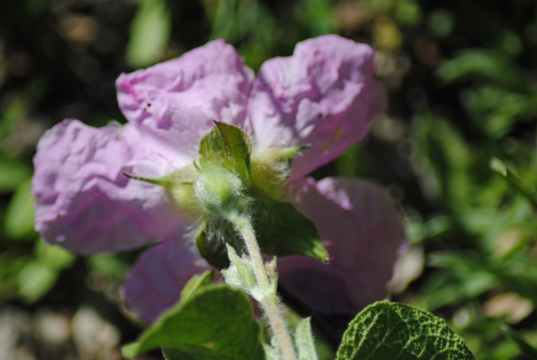 Cistus creticus subsp. eriocephalus (Malvales - Cistaceae)