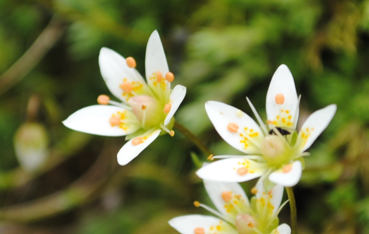 Alpi francesi 18 - Saxifraga bryoides