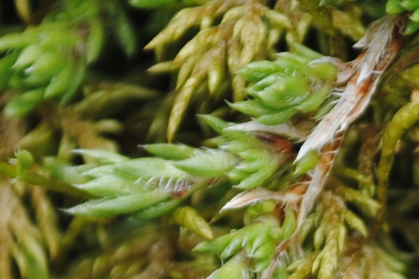 Alpi francesi 18 - Saxifraga bryoides