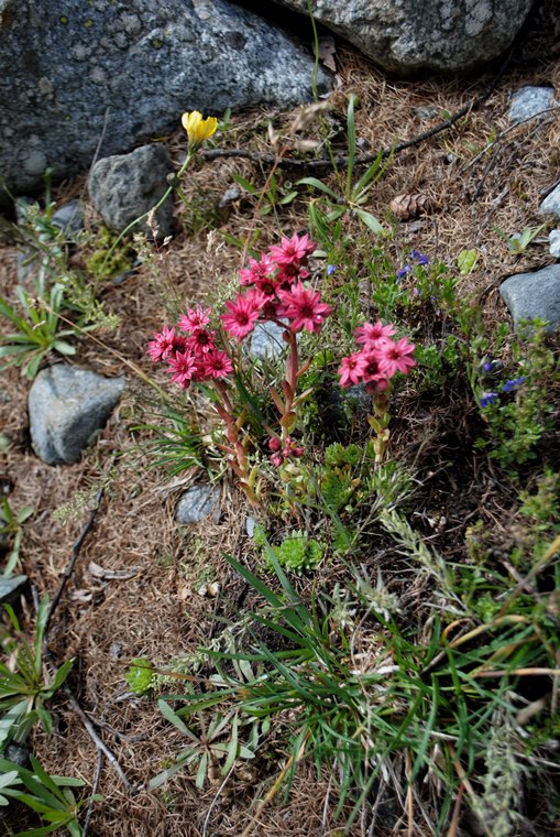 Sempervivum arachnoideum