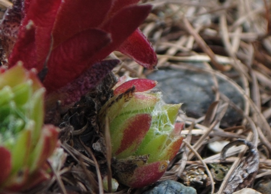 Sempervivum arachnoideum