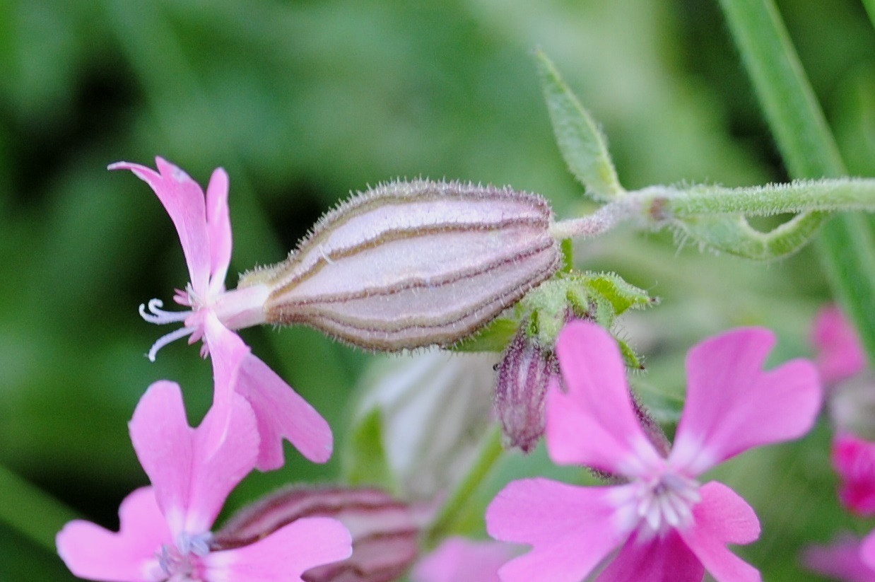 Silene
