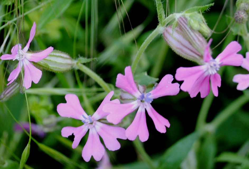Silene