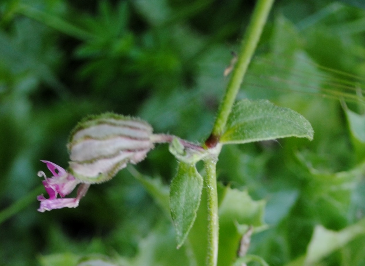 Silene