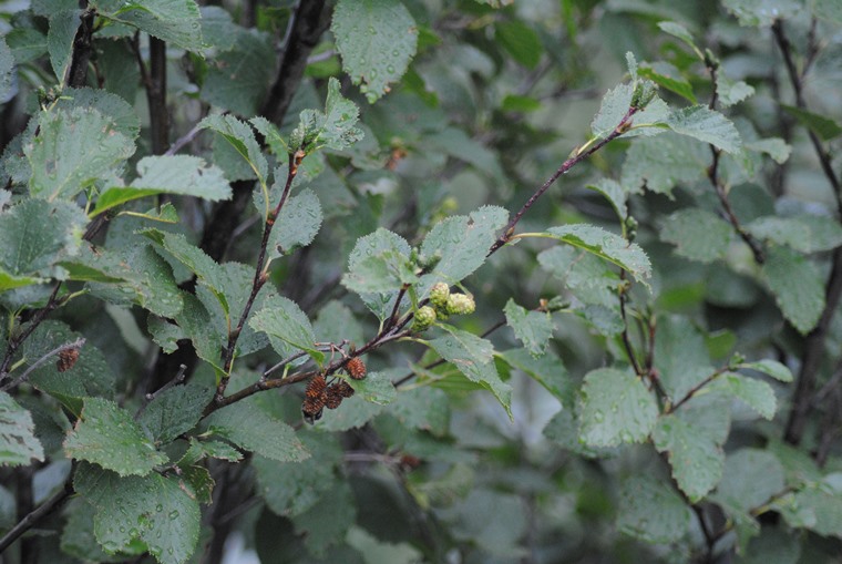 Ontano?? - si, Alnus viridis