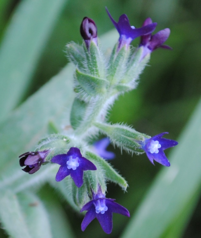 Boraginacea - Anchusa sp.