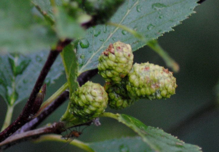 Ontano?? - si, Alnus viridis