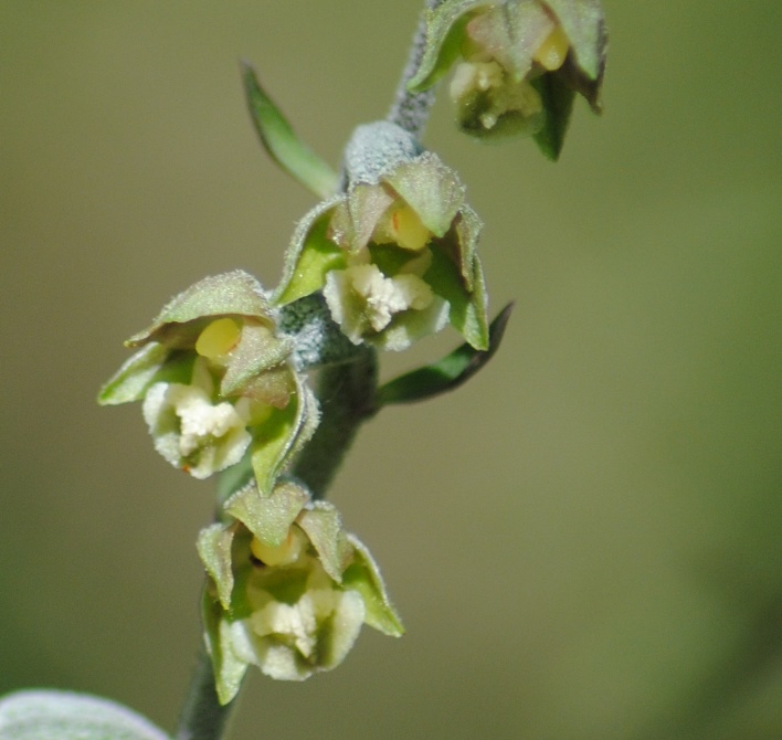 Epipactis microphylla