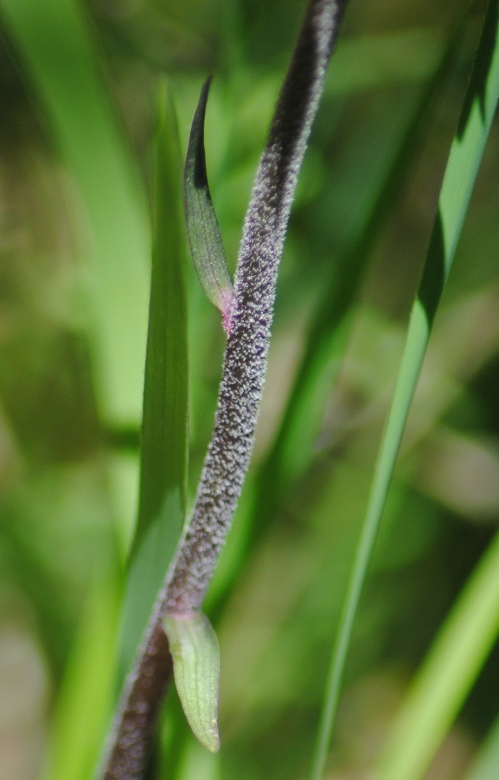 Epipactis microphylla