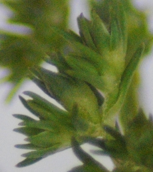 Scleranthus polycarpos