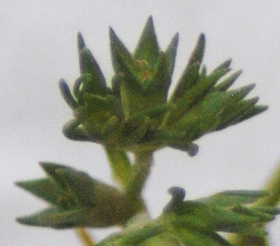Scleranthus polycarpos
