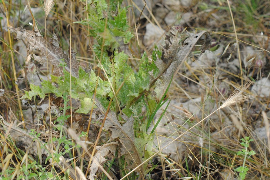 Asteracea..Onopordum...