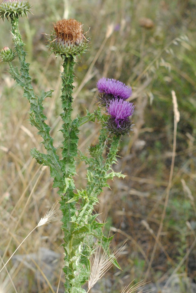 Asteracea..Onopordum...