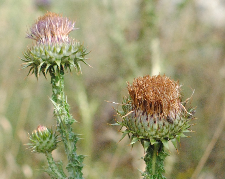 Asteracea..Onopordum...