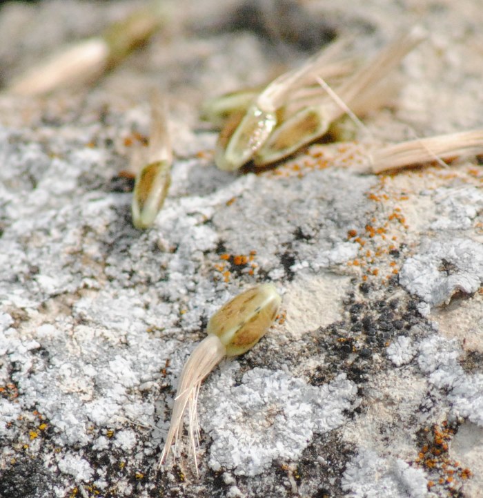 Asteracea..Onopordum...