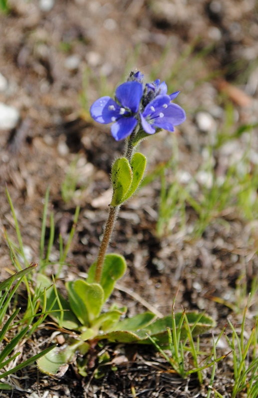 Veronica bellidioides / Veronica con foglie di margherita
