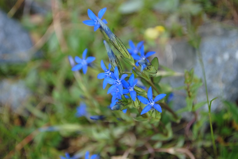 Gentiana nivalis