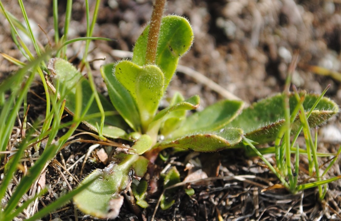 Veronica bellidioides / Veronica con foglie di margherita
