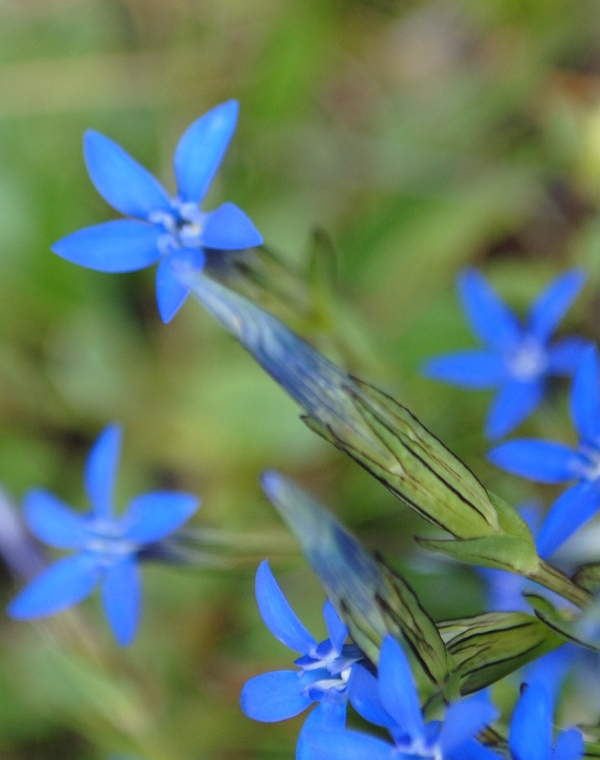 Gentiana nivalis